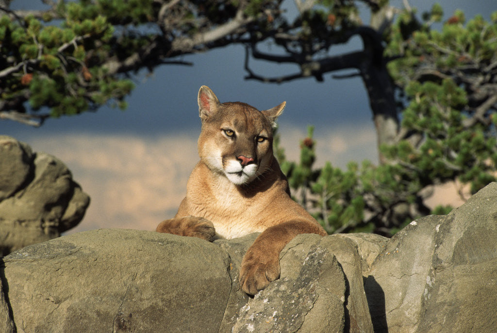 Detail of Cougar Resting on Rocks by Anonymous