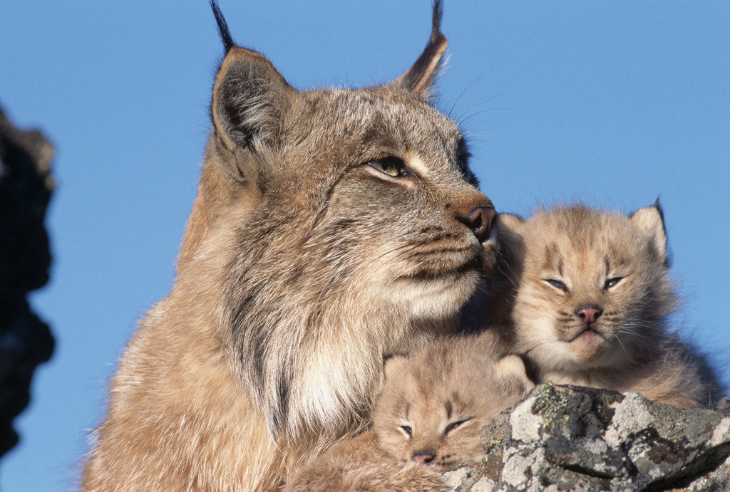 Detail of Canadian Lynx with Young by Corbis