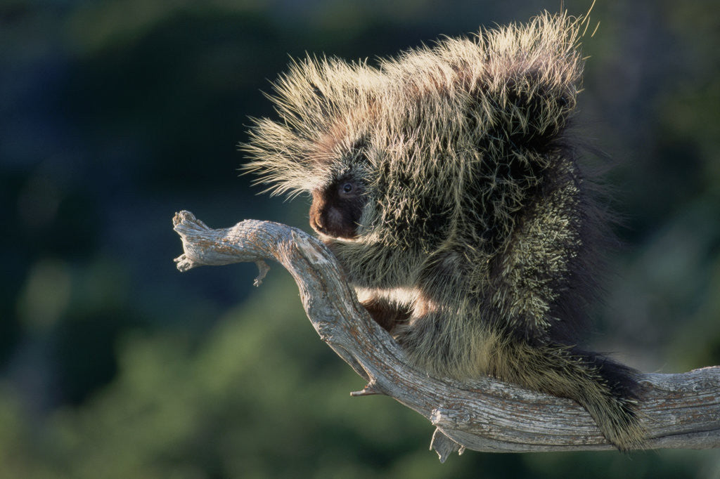 Detail of Porcupine Sitting on Confier Branch by Anonymous