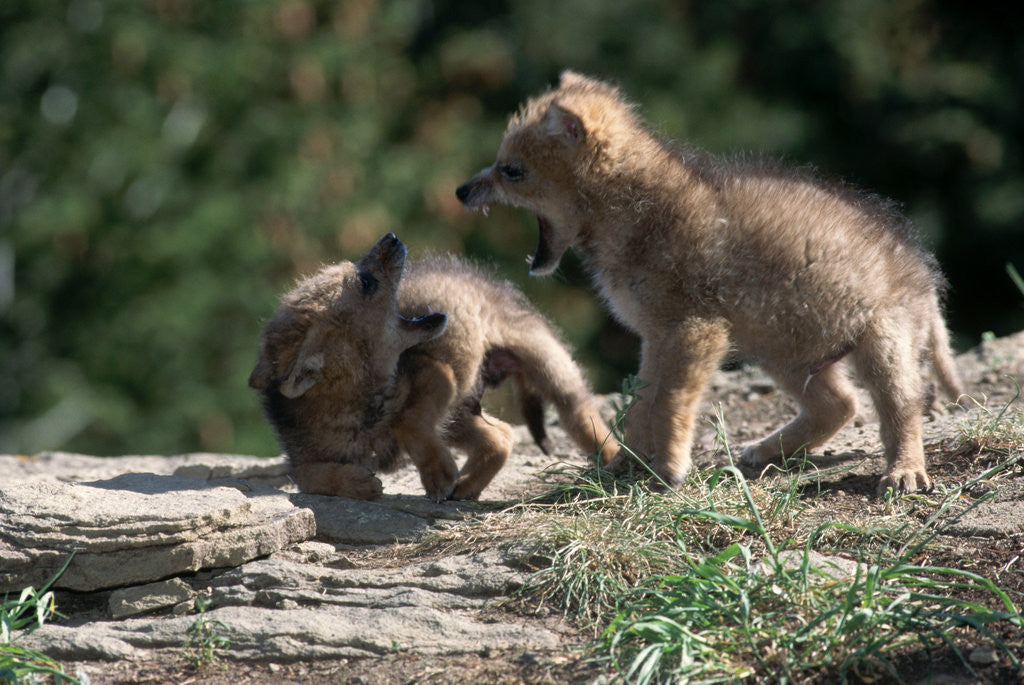 Detail of Coyote pups determining dominance. Rocky Mountain foothills by Anonymous
