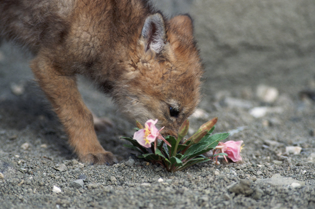 Detail of Coyote Pup Examining Evening Primrose by Anonymous