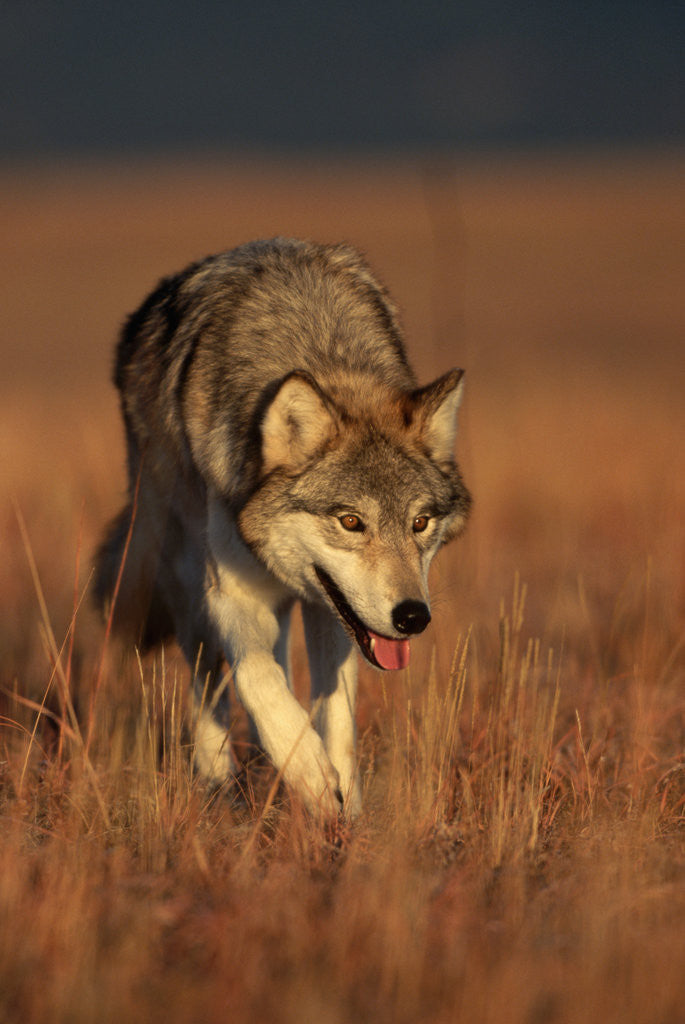 Detail of Gray Wolf on Prairie by Anonymous