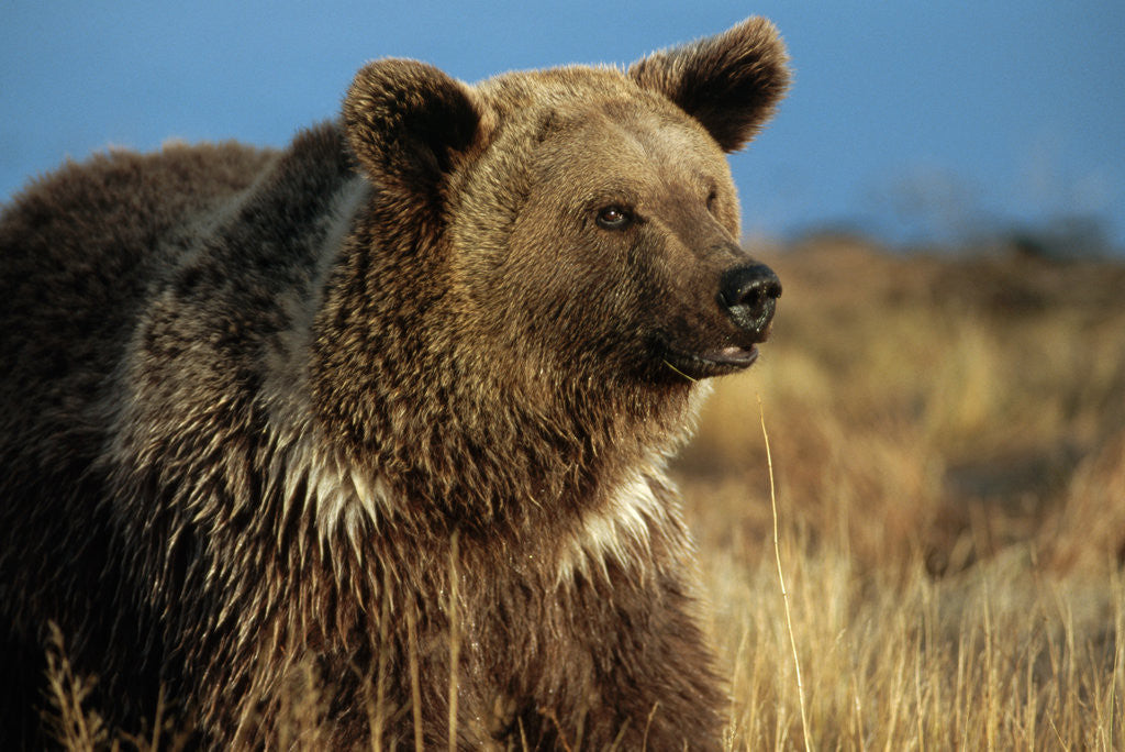 Detail of Grizzly Bear near Lake by Anonymous