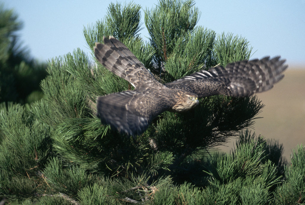 Detail of Young Northern Goshawk Flying from Ponderosa Pine by Anonymous