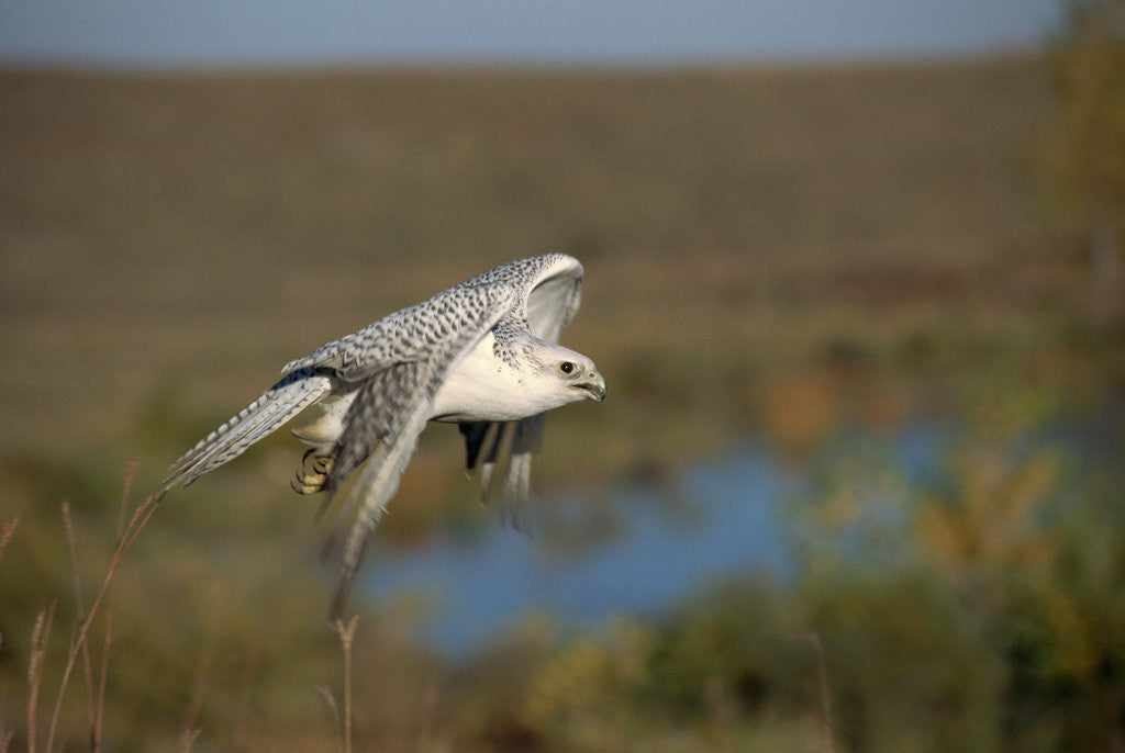 Detail of Gyrfalcon in Flight by Anonymous