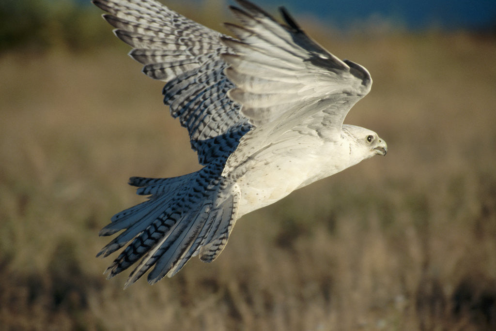 Detail of Gyrfalcon in Flight by Anonymous