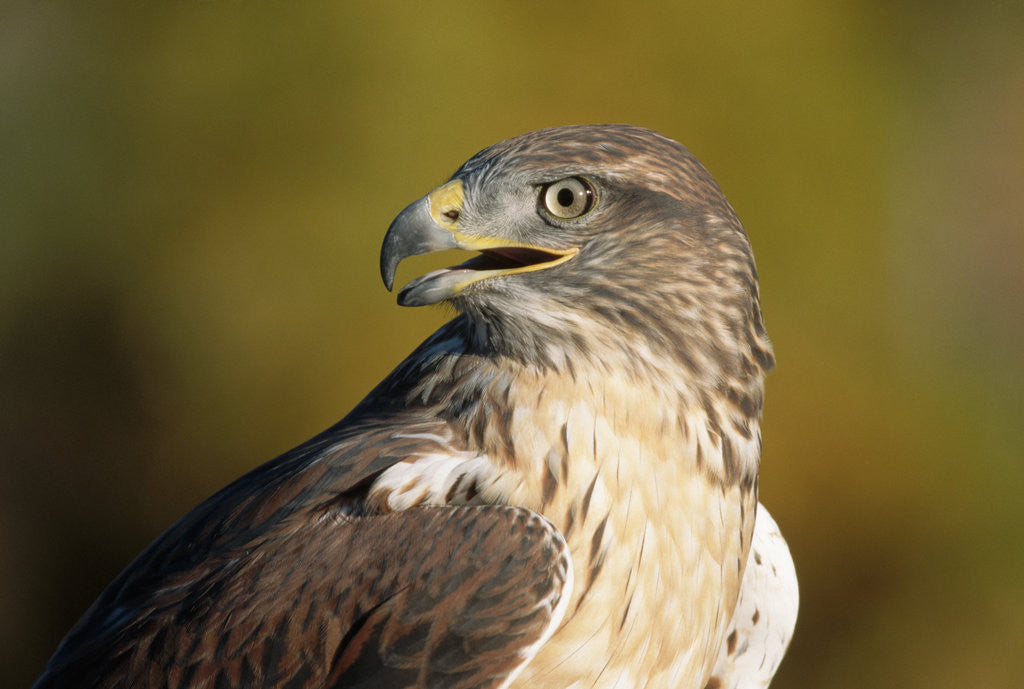 Detail of Close-up of Ferruginous Hawk by Anonymous