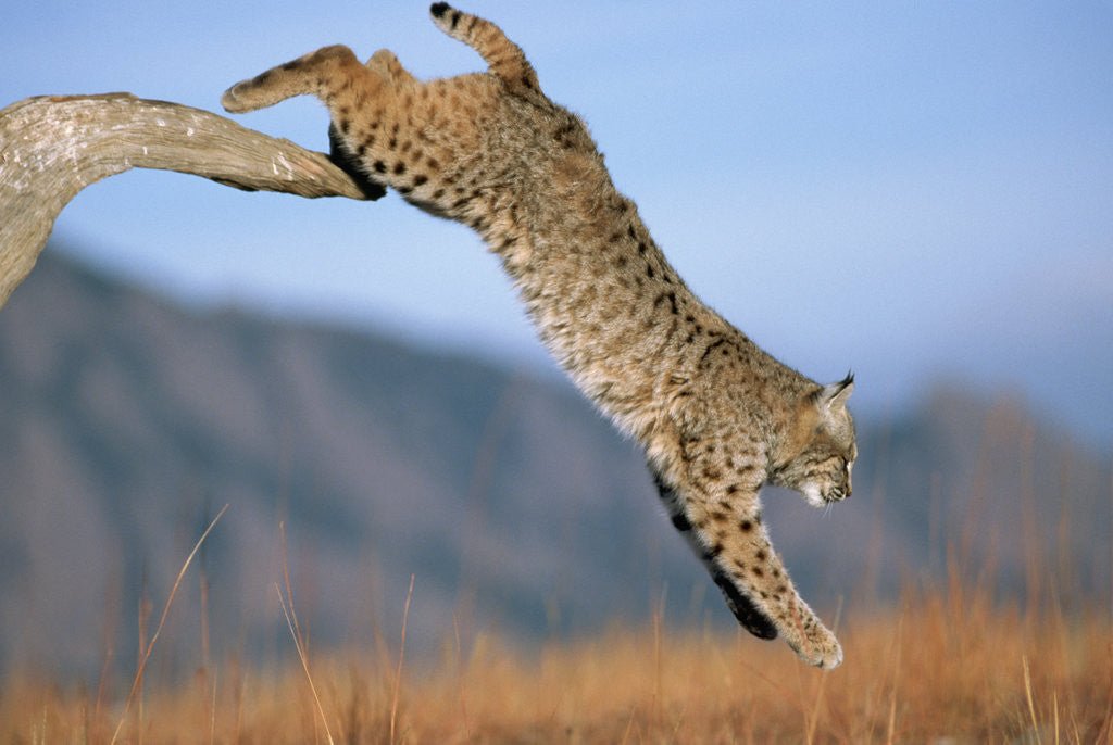 Detail of Bobcat Jumping from Branch by Corbis