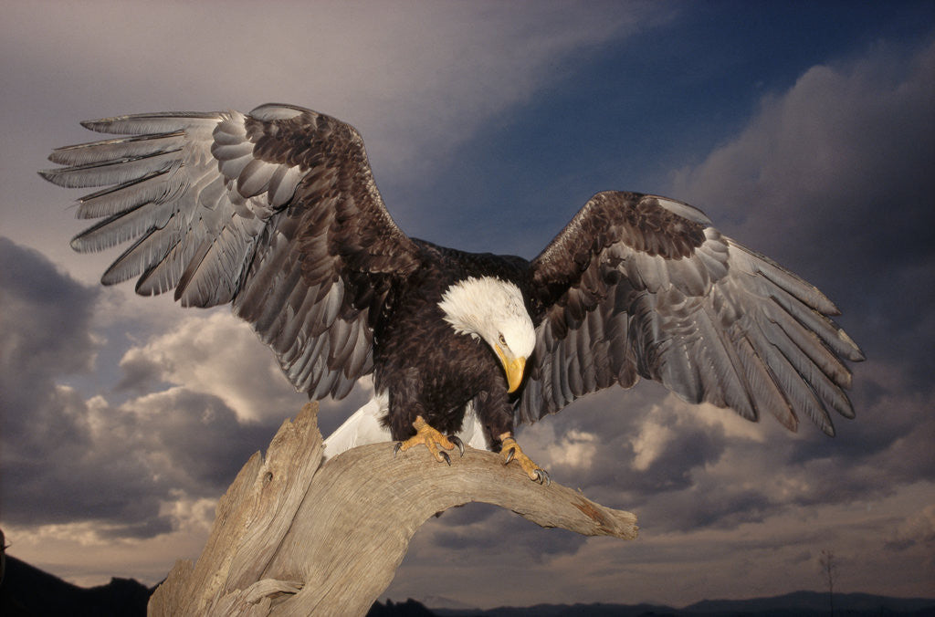 Detail of Bald Eagle Landing on Snag by Anonymous