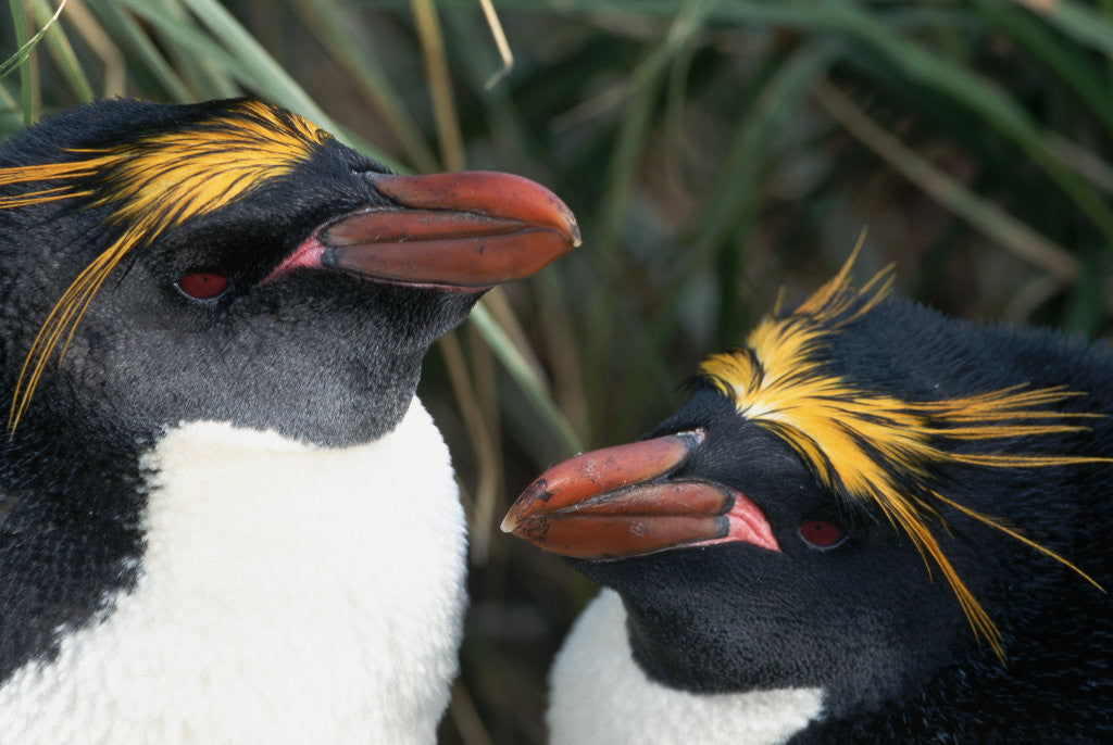 Detail of Pair of Nesting Macaroni Penguins by Anonymous