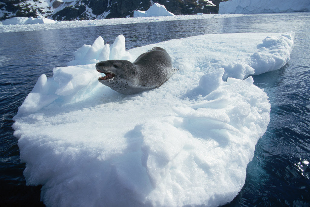 Detail of Leopard Seal on an Iceberg by Anonymous