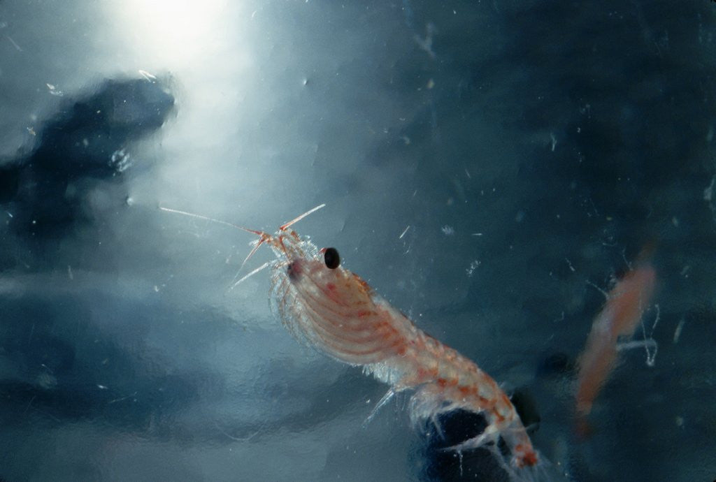 Detail of Frozen Antarctic Krill by Anonymous