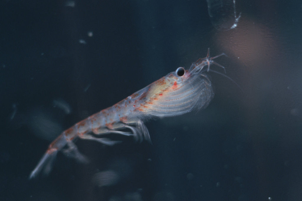 Detail of Antarctic Krill by Anonymous