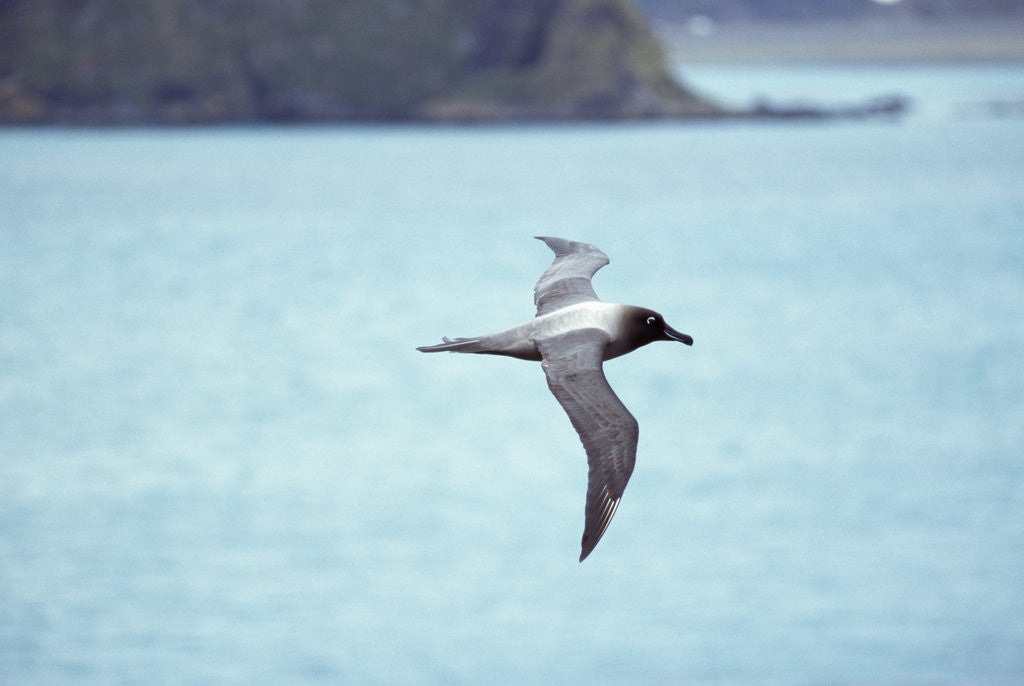Detail of Light Mantled Sooty Albatross in Flight by Anonymous