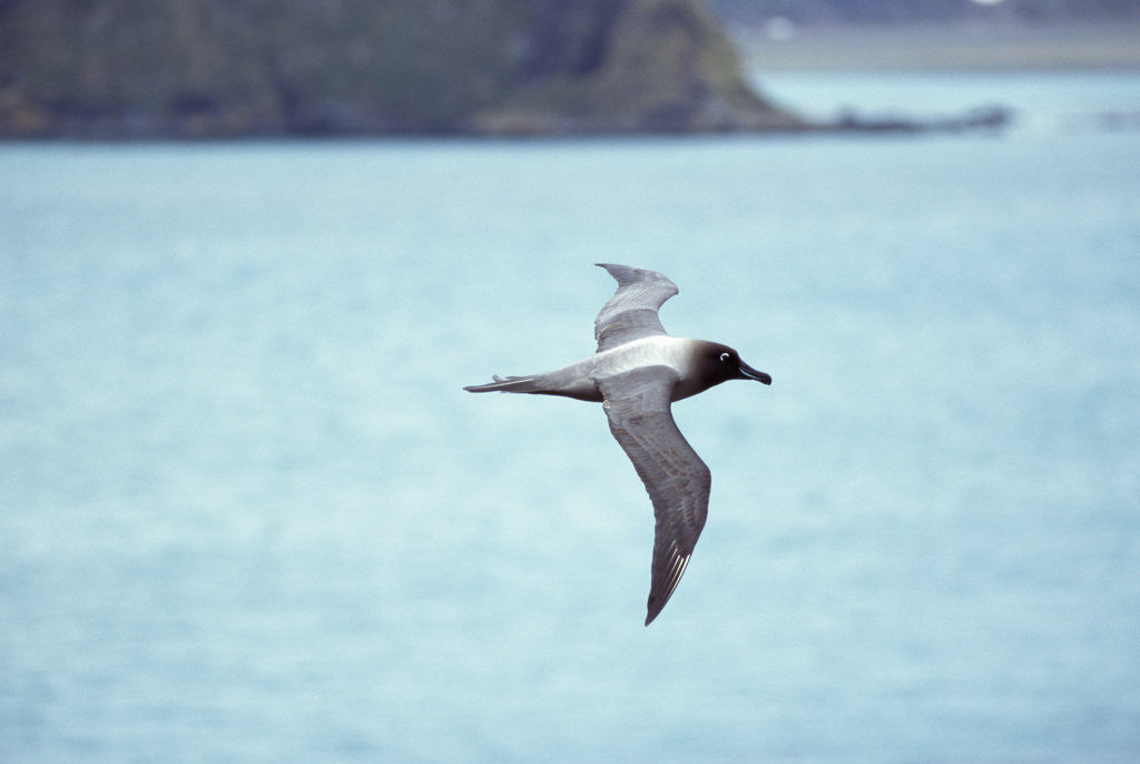 Detail of Light Mantled Sooty Albatross in Flight by Corbis