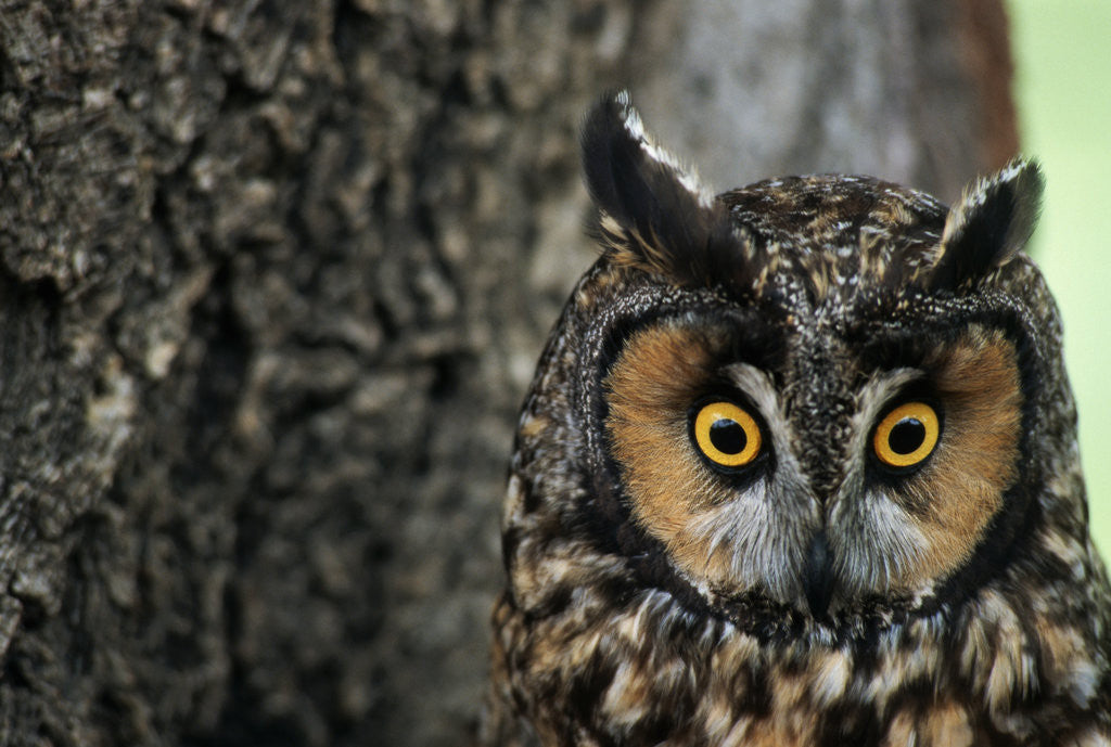 Detail of Long-eared Owl with Suprised Expression by Anonymous