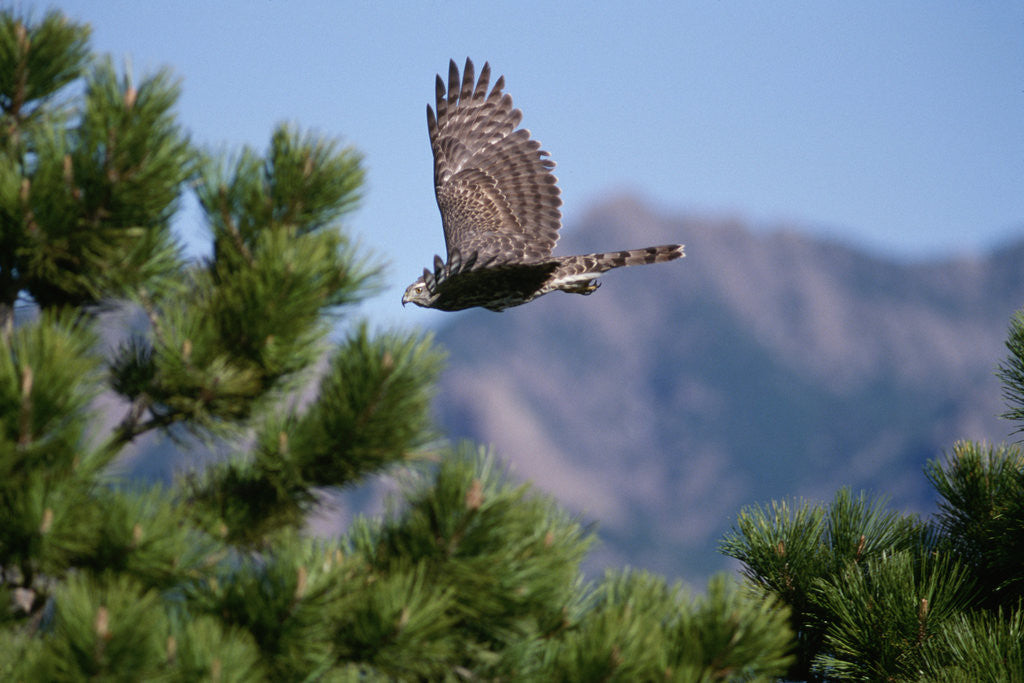 Detail of Juvenile Goshawk in Flight by Anonymous