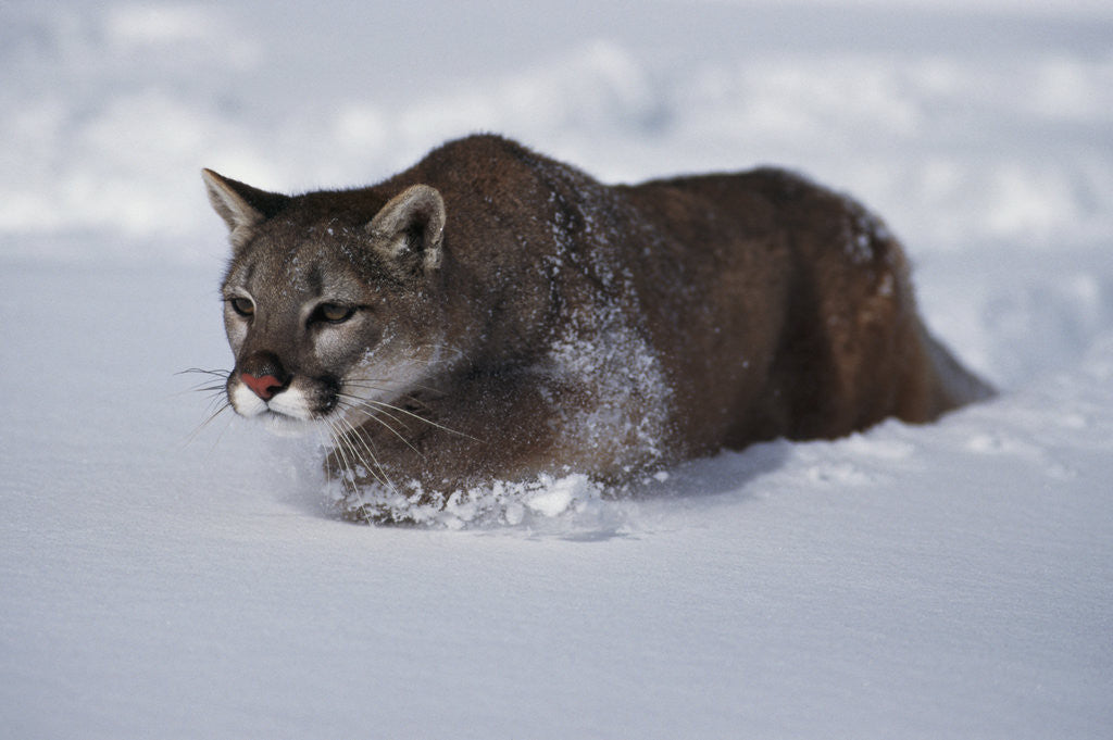 Detail of Mountain Lion in Snow by Corbis