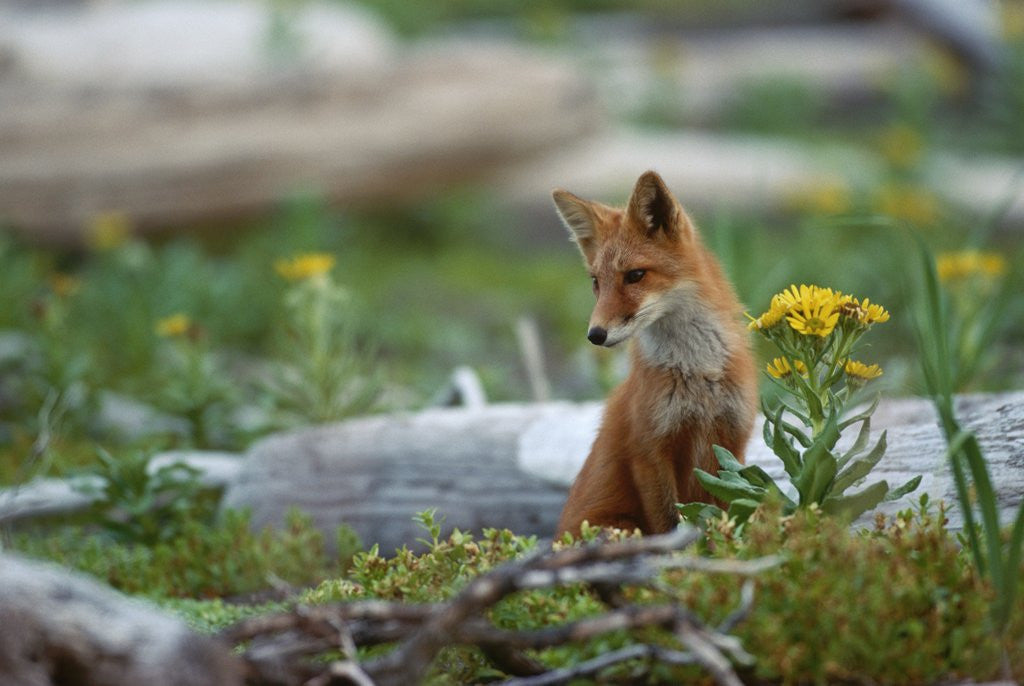 Detail of Red Fox and Beach Arnica by Anonymous