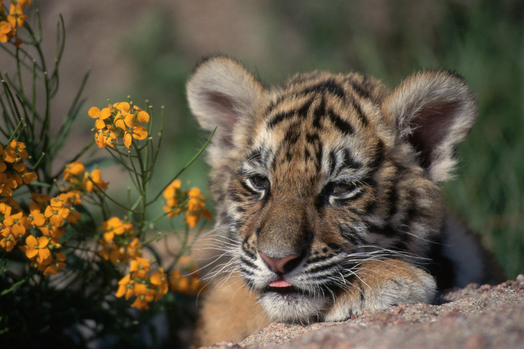 Siberian Tiger Cub by Corbis