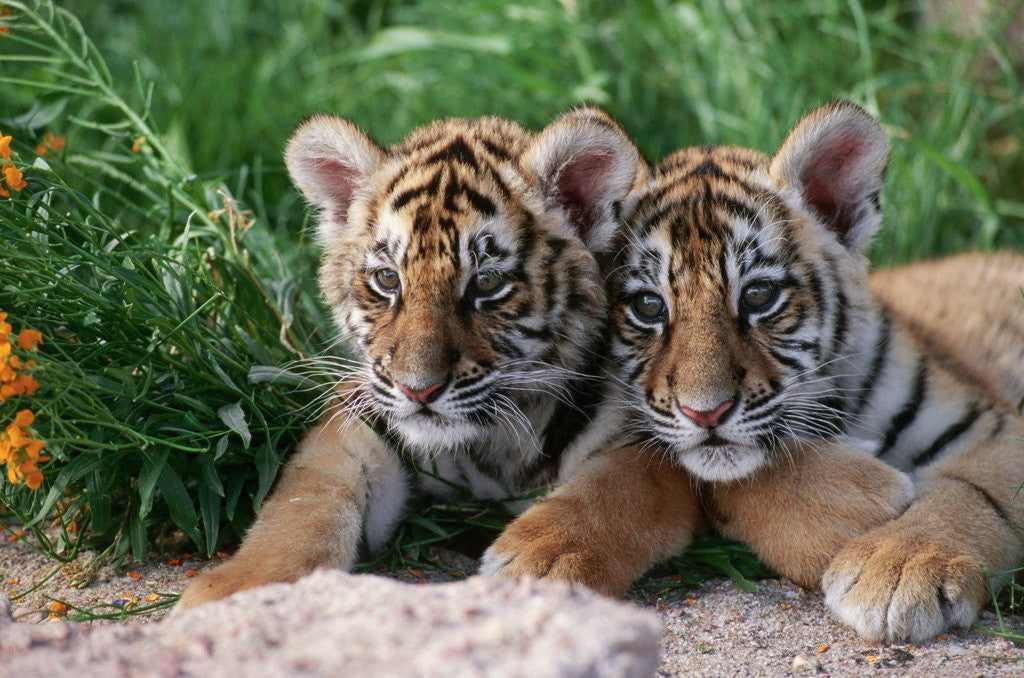 Detail of Two Siberian Tiger Cubs by Anonymous