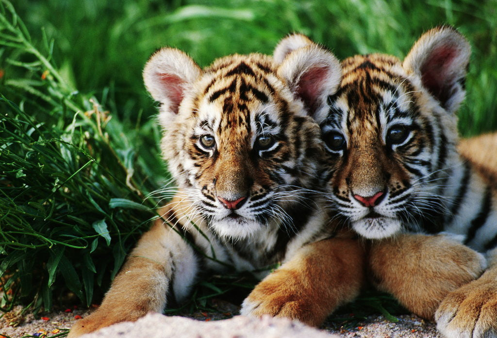 Detail of Two Siberian Tiger Cubs by Anonymous