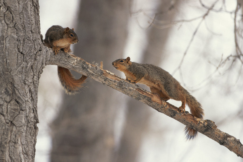 Detail of Fox Squirrels on Tree Branch by Anonymous