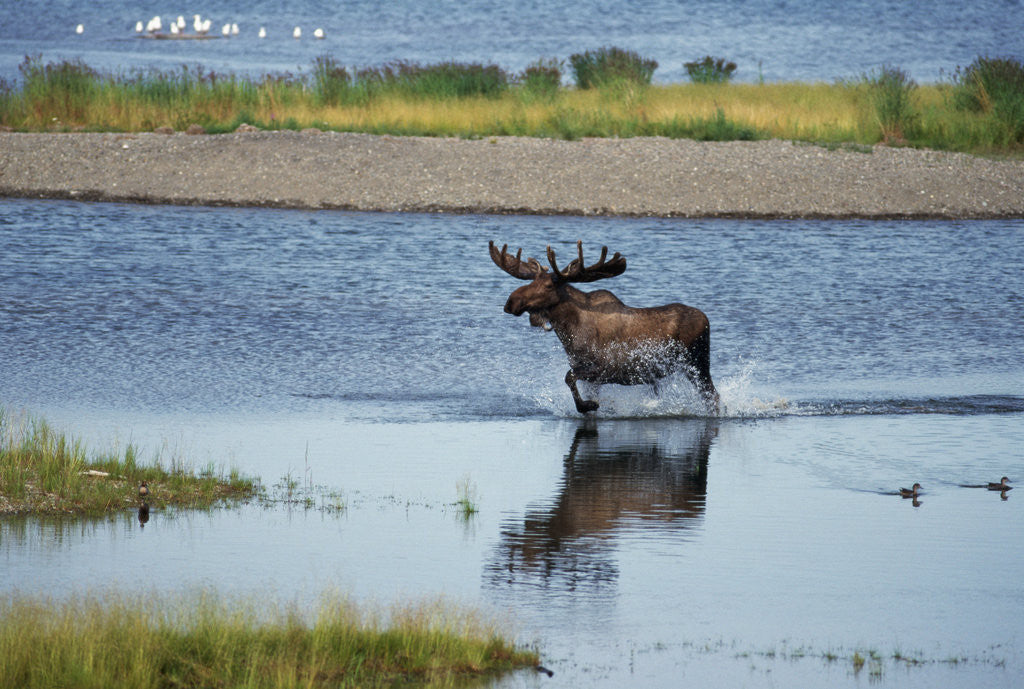 Detail of Moose Crossing Brooks River by Anonymous
