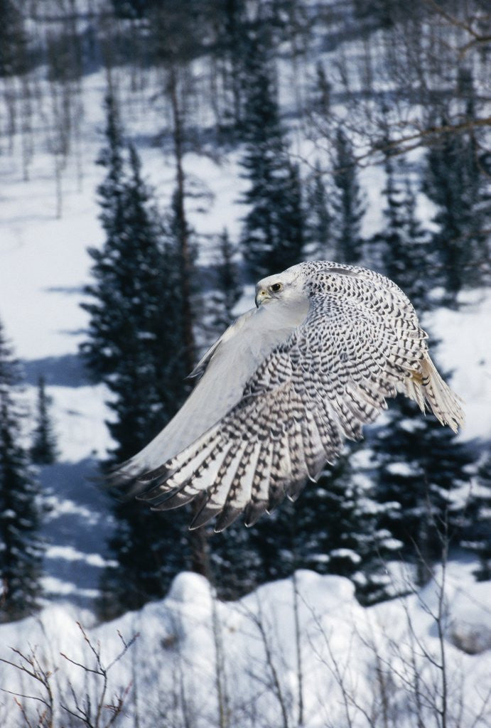 Detail of White Gyrfalcon in the Northern Rocky Mountains by Corbis