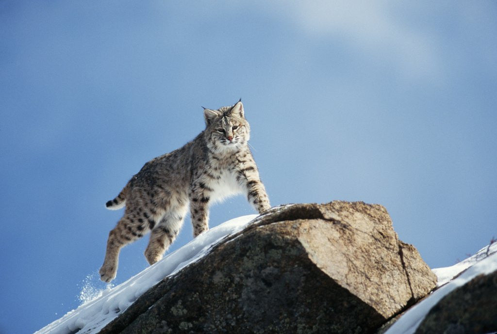 Detail of Bobcat Standing on Granite Cliff by Corbis