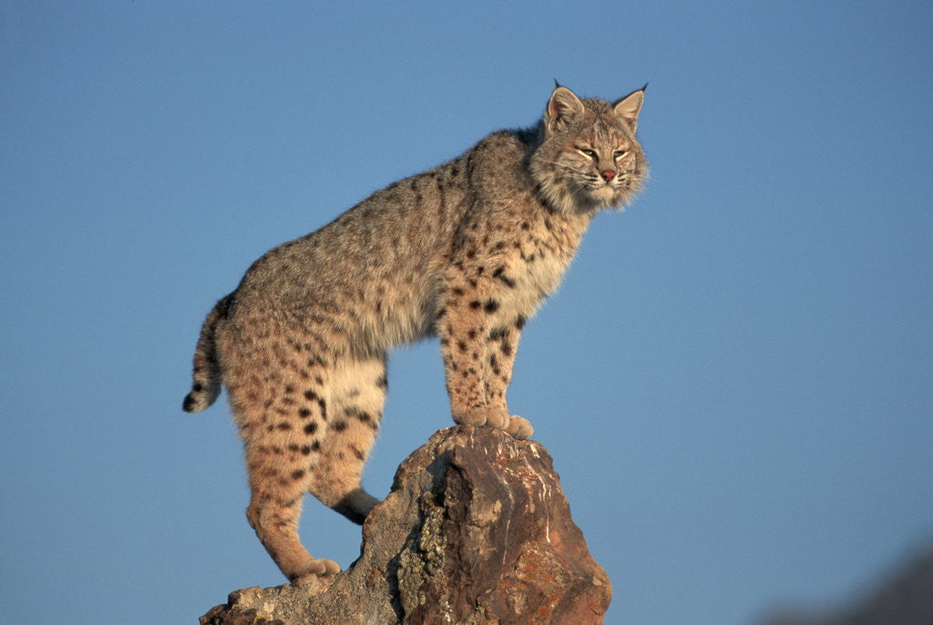 Detail of Bobcat Perched on Rocky Outcrop by Anonymous