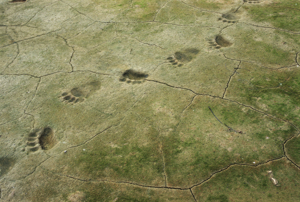 Detail of Brown Bear Tracks by Anonymous