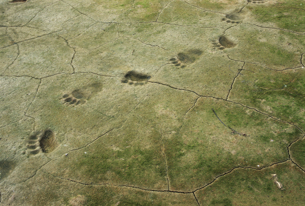 Detail of Brown Bear Tracks by Corbis