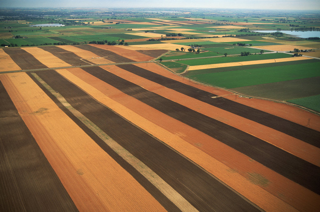 Detail of Wheat Fields by Anonymous