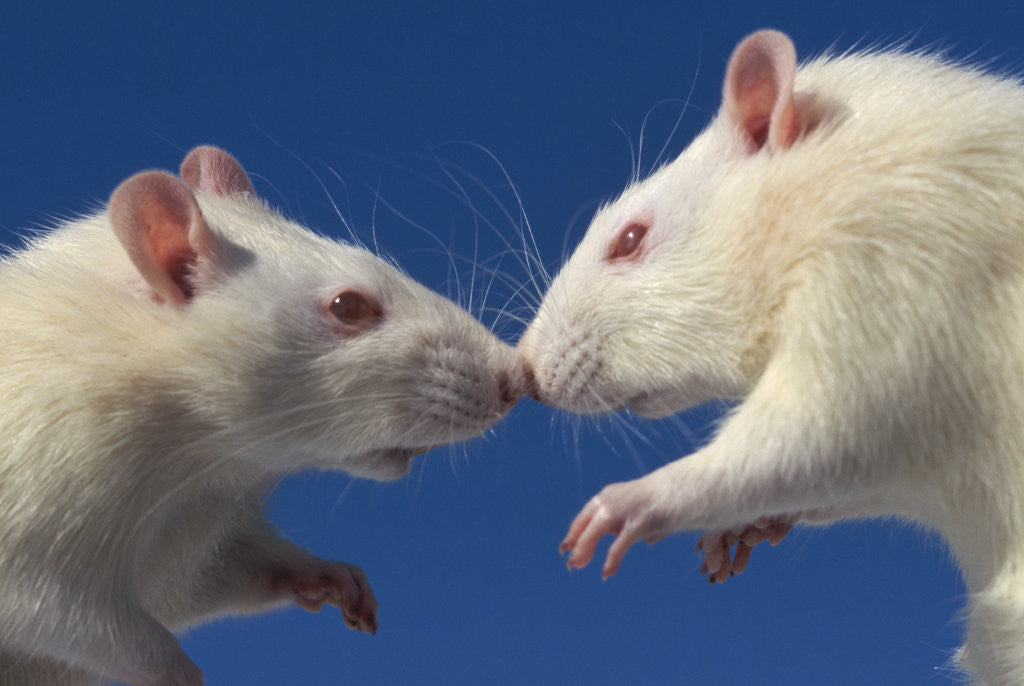Detail of Aggressive Albino Rats Nose to Nose by Anonymous