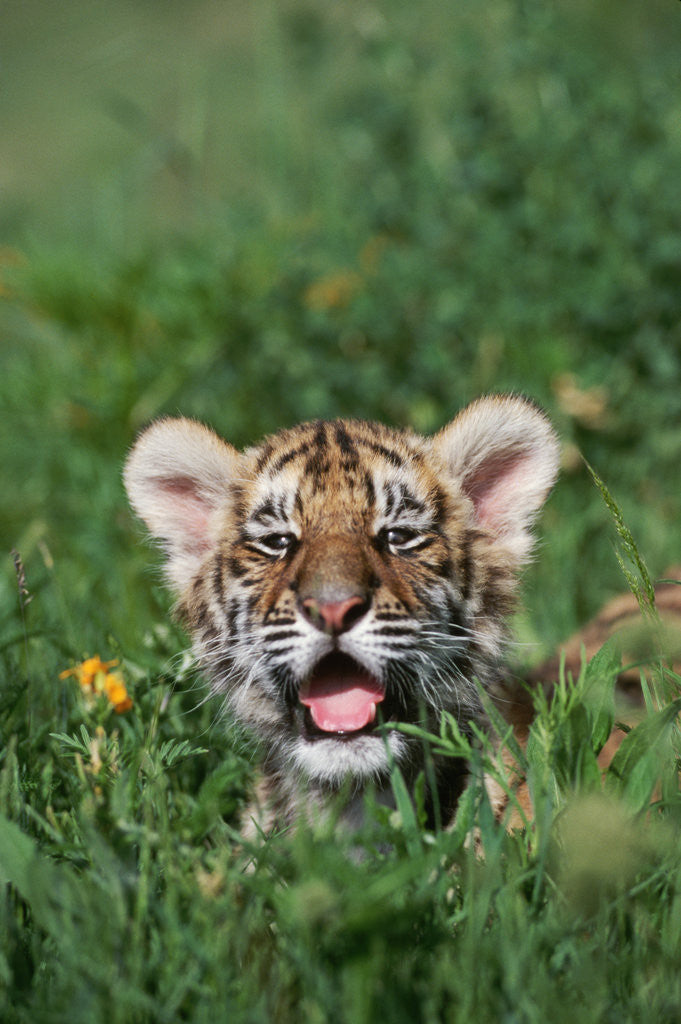 Detail of Siberian Tiger Cub by Anonymous