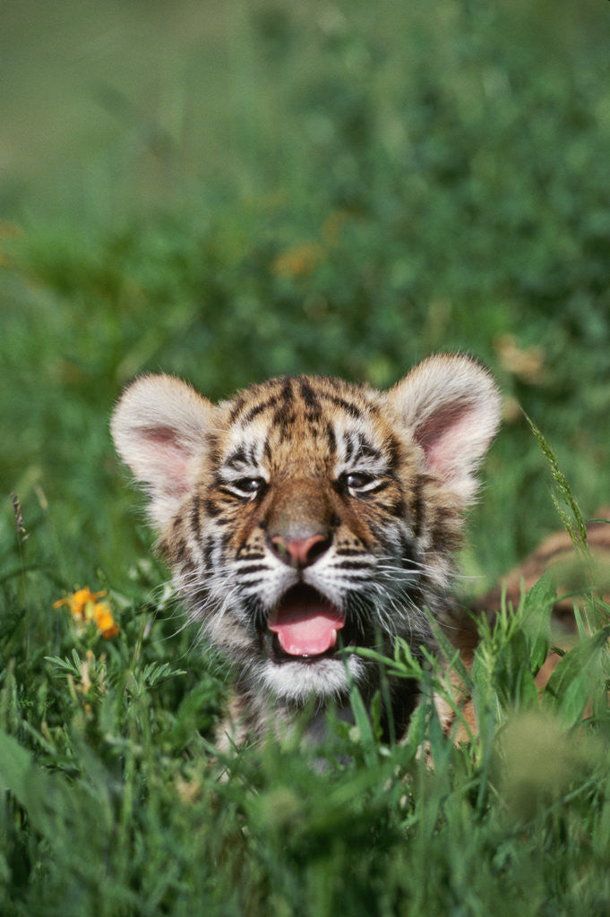 Detail of Siberian Tiger Cub by Corbis