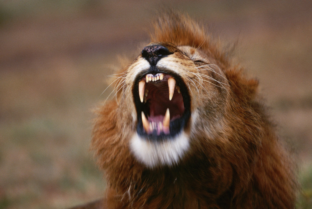 Detail of Lion Roaring by Anonymous
