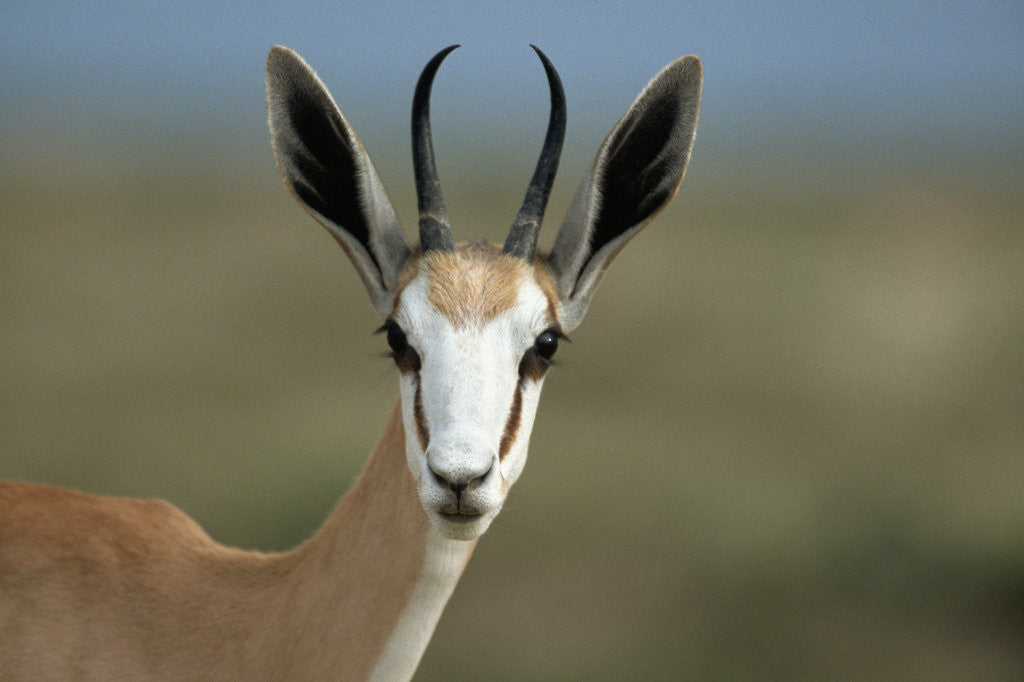 Detail of Head of a Springbok by Corbis