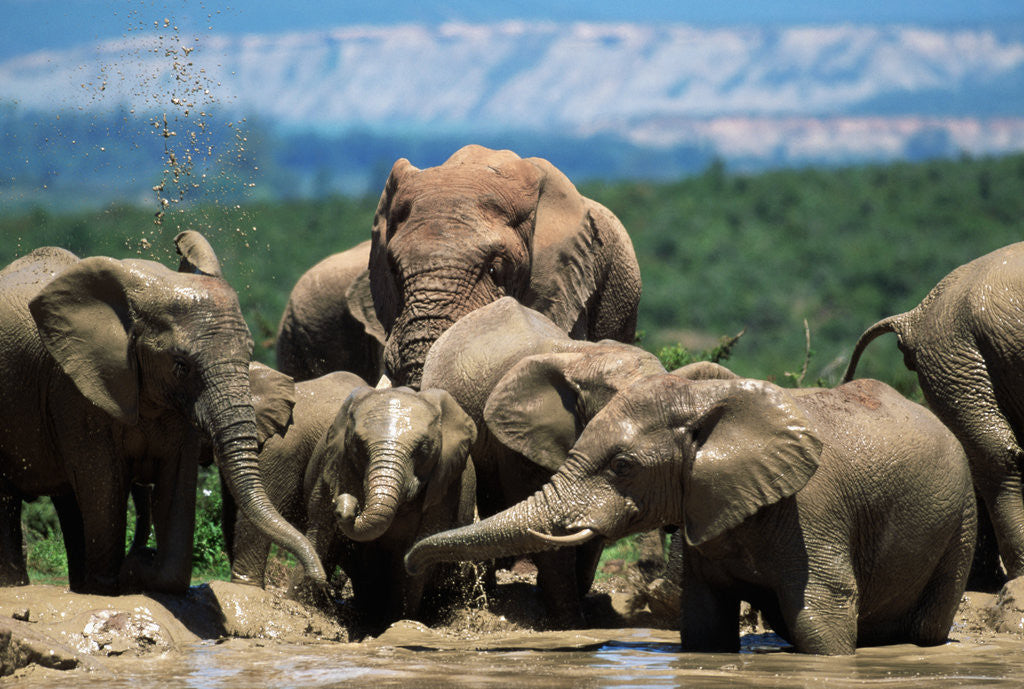 Detail of Elephant Herd at a Water Hole by Anonymous