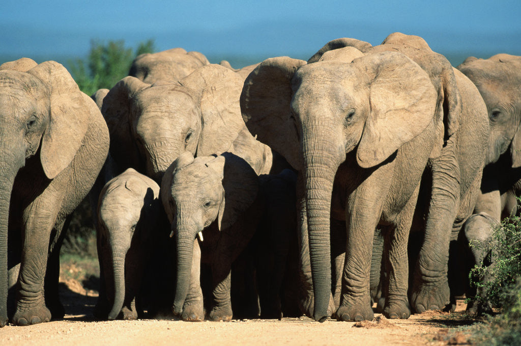 Detail of Elephant Herd on a Dirt Road by Anonymous