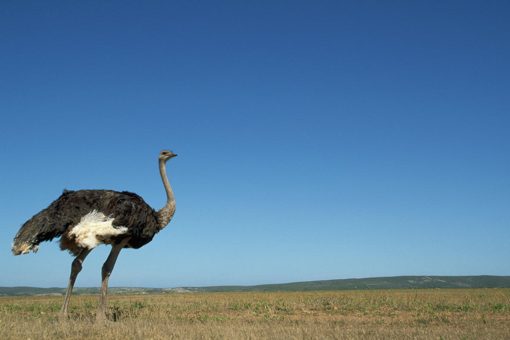 Detail of Ostrich in a Pasture by Anonymous