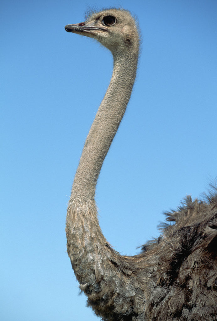 Detail of Head and Neck of Ostrich by Anonymous