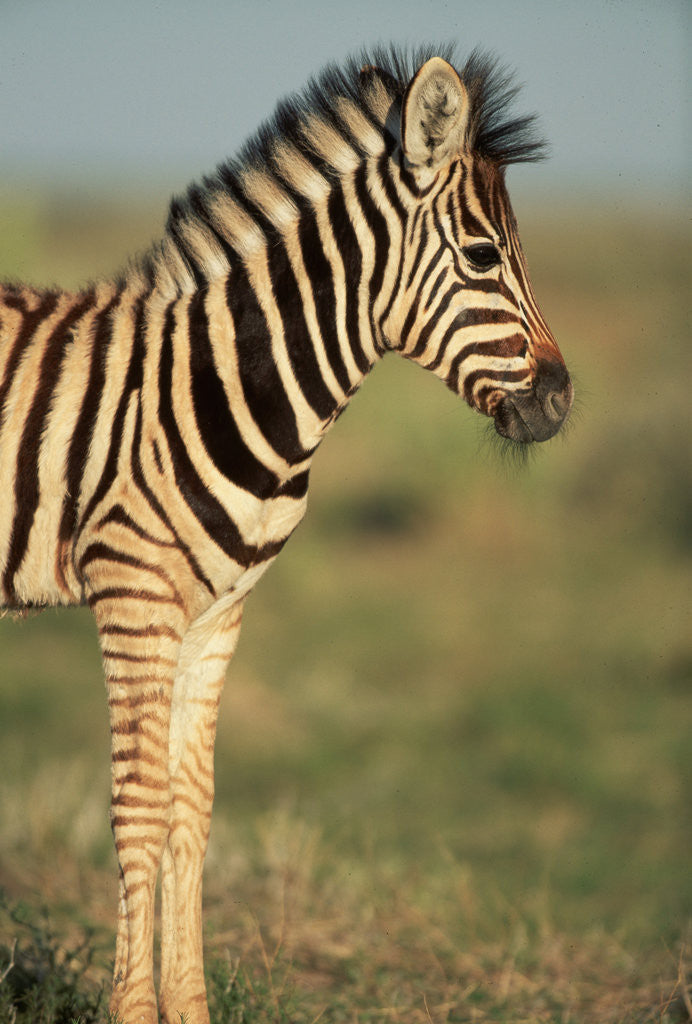 Detail of Plains Zebra at Sunset by Anonymous
