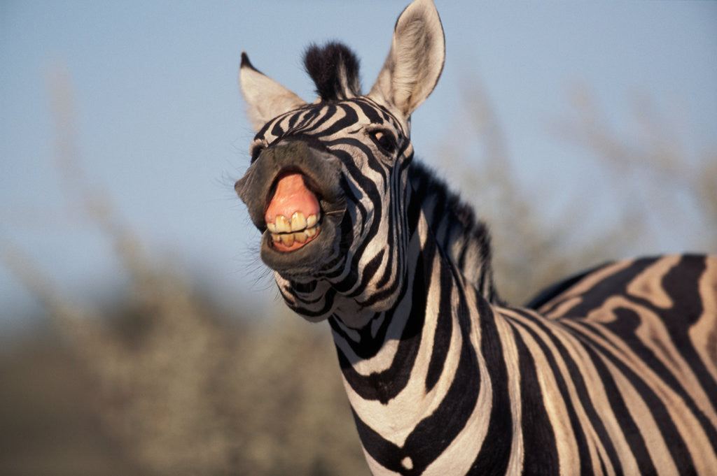 Detail of Plains Zebra Baring Its Teeth by Anonymous