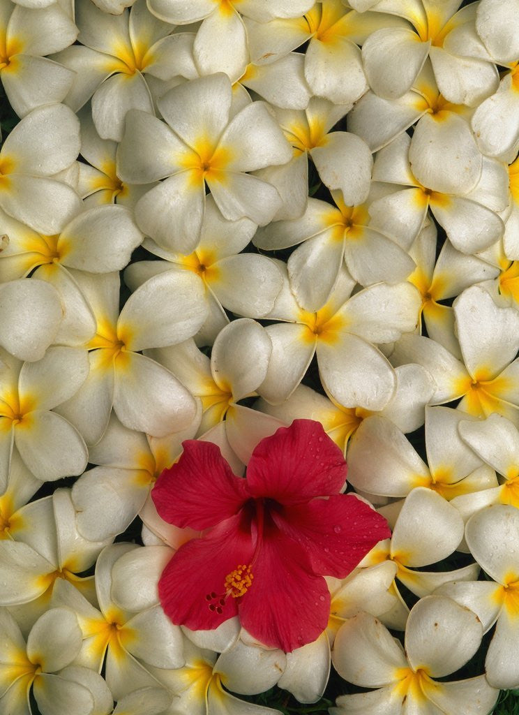 Detail of Hibiscus and Plumeria Blooms by Anonymous
