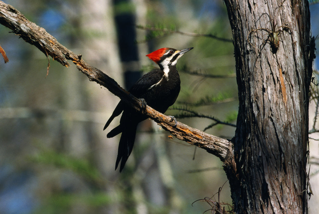 Detail of Pileated Woodpecker on Cypress Tree Branch by Anonymous