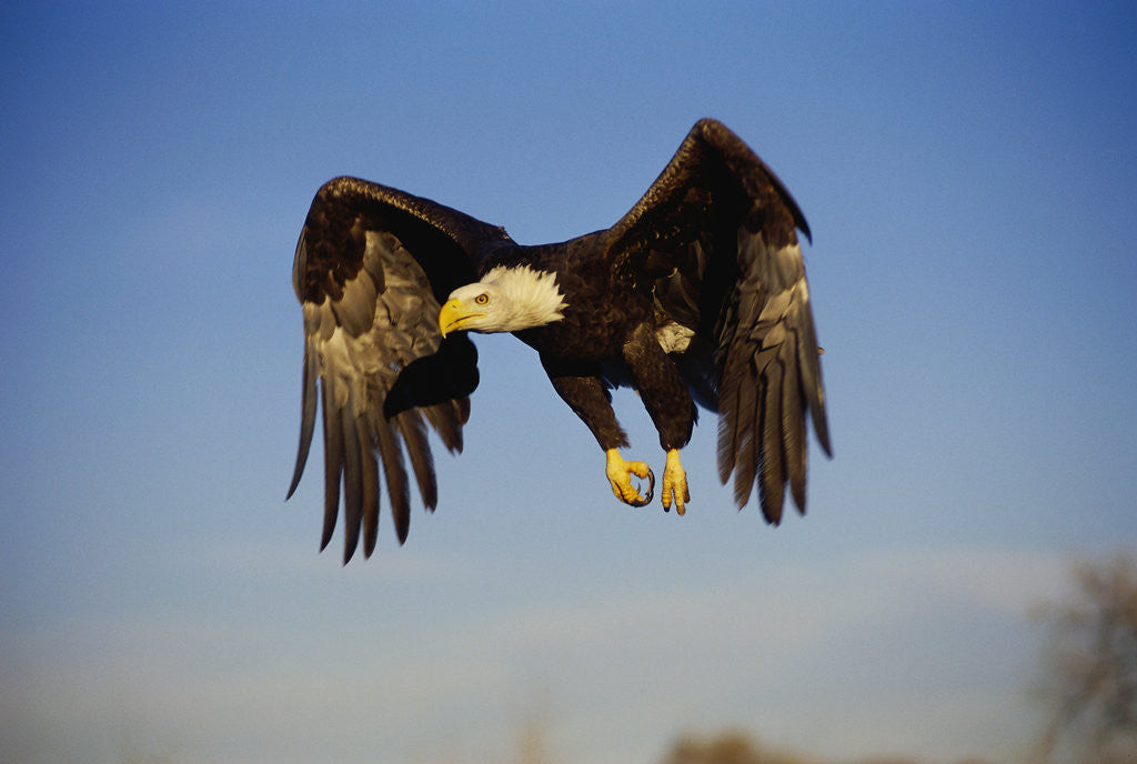 Detail of Bald Eagle in Flight by Anonymous