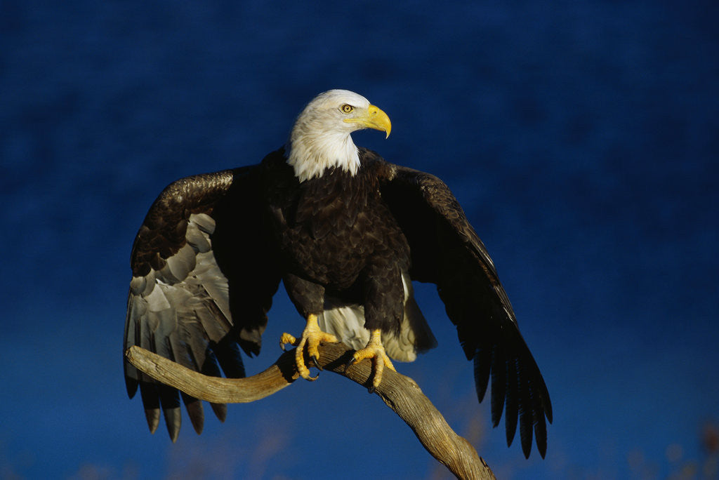 Detail of Bald Eagle Landing on a Snag by Corbis