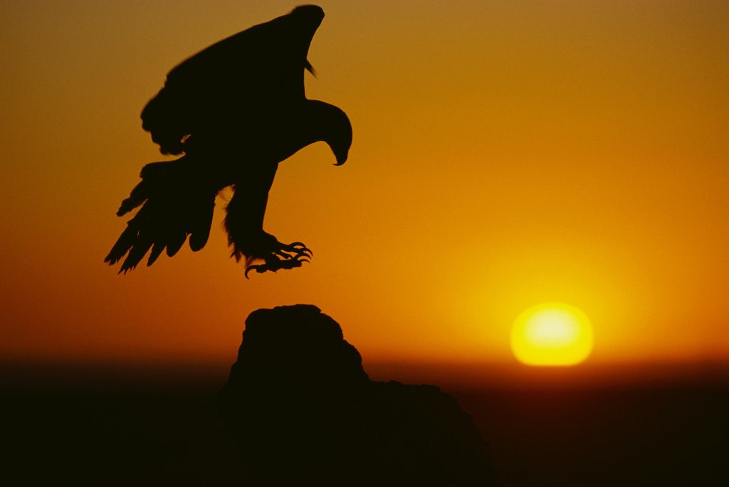 Detail of Golden Eagle Silhouette at Sunrise by Corbis